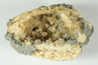 3.95" Fossil Clam with Fluorescent Calcite Crystals - Ruck's Pit, FL - Fossil #191830