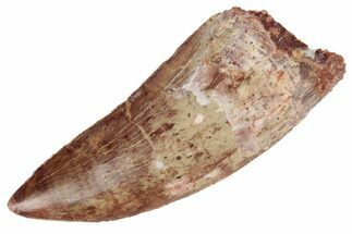 Serrated, Carcharodontosaurus Tooth - Top Quality Tooth #191987