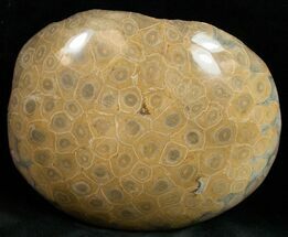 Deteailed Polished Fossil Coral Head - Morocco #12121