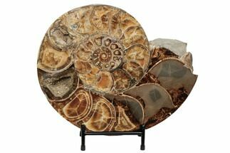 Honey-Orange Ammonite (Argonauticeras) - Befandriana, Madagascar #192187
