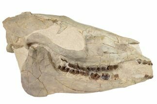 7.8" Fossil Horse (Mesohippus) Skull - South Dakota - Fossil #192495