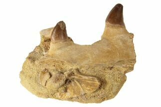 Fossil Mosasaur Jaw Section with Two Teeth - Morocco #192507