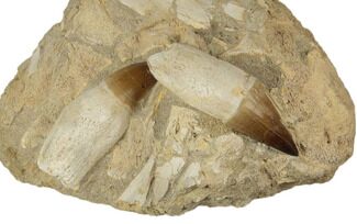 Two, Fossil Rooted Mosasaur (Prognathodon) Teeth In Rock- Morocco #192508