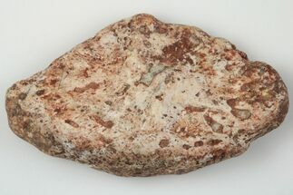 Fossil Phytosaur Scute - New Mexico #192711