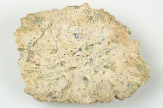 Fossil Phytosaur Scute - New Mexico #192668