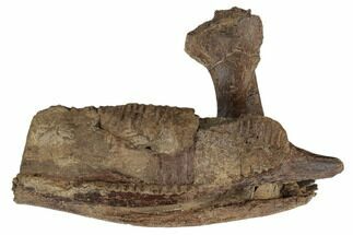 Fossil Hadrosaur (Edmontosaurus) Mandible Bone - South Dakota #192546