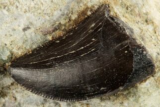 Serrated, Tyrannosaur Tooth In Rock - Two Medicine Formation #192638