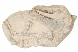 8.9" Fossil Oreodont Skull With Associated Bones - Fossil #192542
