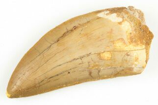 Serrated, Carcharodontosaurus Tooth - Fine Quality #192838