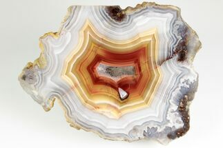 Polished Banded Laguna Agate with Wegeler Effect - Mexico #193181