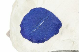 .74" Vibrant Blue Azurite Sun on Siltstone - Australia - Crystal #188493