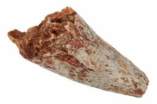 Serrated, Fossil Phytosaur (Redondasaurus) Tooth - New Mexico #192625