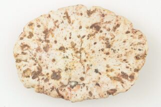 Fossil Phytosaur Scute - New Mexico #192882