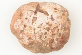 Fossil Phytosaur Scute - New Mexico #192902