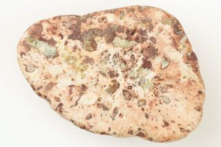 Fossil Phytosaur Scute - New Mexico #192903