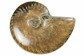 Red Flash Ammonite Fossil - Madagascar #187328