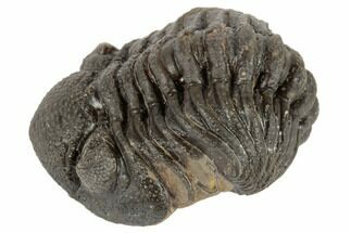 1.25" Wide, Partially Enrolled Morocops Trilobite - Morocco - Fossil #190564