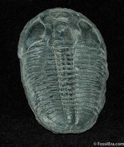 Nice Wheeler Shale Elrathia Trilobite #163