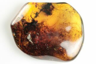 Polished Chiapas Amber ( grams) - Mexico #193288