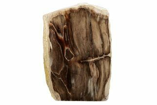 Polished, Petrified Wood (Metasequoia) Stand Up - Oregon #193612