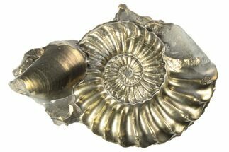 Pyritized (Pleuroceras) Ammonite & Bivalve Fossil - Germany #193814