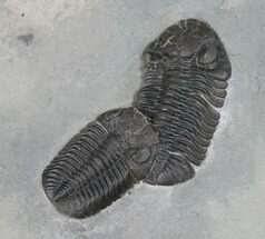 Double Eldredgeops Trilobite Specimen - New York #12235