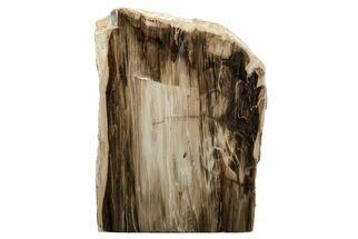 Polished, Petrified Wood (Metasequoia) Stand Up - Oregon #193755