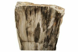 Polished, Petrified Wood (Metasequoia) Stand Up - Oregon #193748