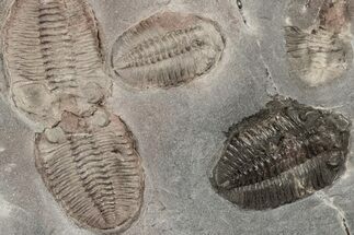 8.3" Ordovician Trilobite Mortality Plate - Tafraoute, Morocco - Fossil #194169