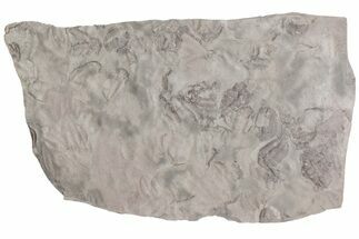 Ordovician Trilobite Mortality Plate (Pos/Neg) - Morocco #194103