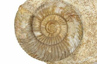 Jurassic Ammonite (Parkinsonia) - France #191705