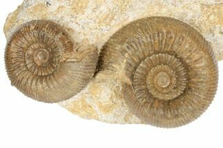 Jurassic Ammonites (Stephanoceras) - Fresney, France - Fossil #191708