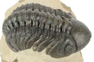 Detailed Reedops Trilobite - Morocco #194301