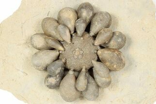 Jurassic Club Urchin (Cidaropsis) - Boulmane, Morocco #194849