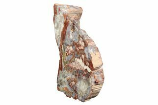 7.5" Polished, Petrified Wood (Araucarioxylon) - Arizona - Fossil #193713
