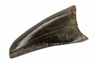 Juvenile Tyrannosaur Premax Tooth - Judith River Formation #194277