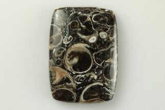1.15" Polished Fossil Turritella Agate Cabochon - Wyoming - Fossil #195210