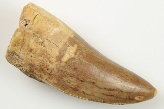 Serrated, Carcharodontosaurus Tooth - Robust Tooth #192927