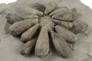 Jurassic Fossil Urchin (Firmacidaris) - Amellago, Morocco #194864