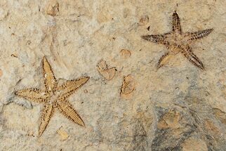 Two Fossil Starfish (Petraster?) & Edrioasteroids - Morocco #193730