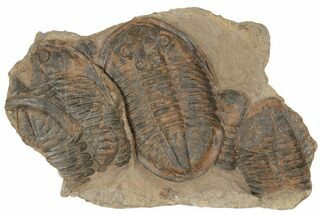 5.6" Asaphid Trilobite With Partials - Taouz, Morocco - Fossil #195824
