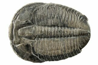 Large, Elrathia Trilobite Fossil - Utah #195811