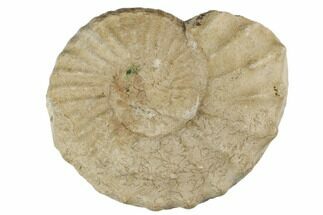Cretaceous Ammonite (Mortoniceras) - Texas #196060