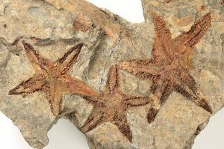 Three Ordovician Starfish (Petraster?) Fossils - Morocco #195863
