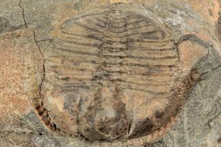 .55" Nice, Bergamia Prima Trilobite - Shropshire, England - Fossil #196669