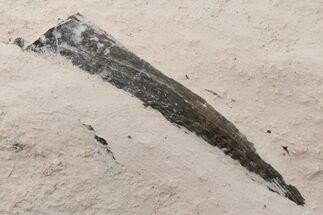 Plesiosaur (Libonectes?) Tooth - Asfla, Morocco #196700