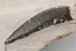 Plesiosaur (Libonectes?) Tooth - Asfla, Morocco #196701