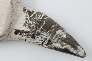 Polycotylid Plesiosaur Tooth - Asfla, Morocco #196703