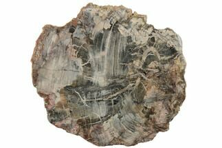 14.3" Petrified Wood (Araucaria) Slab - Madagascar  - Fossil #196755