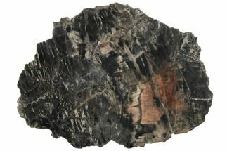 11.2" Dark Colored, Petrified Wood (Araucaria) Slab - Madagascar  - Fossil #196758